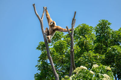 Low angle view of monkey on tree against clear sky