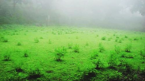 Trees in foggy weather