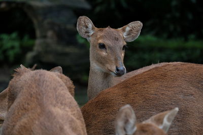 Deer in a field