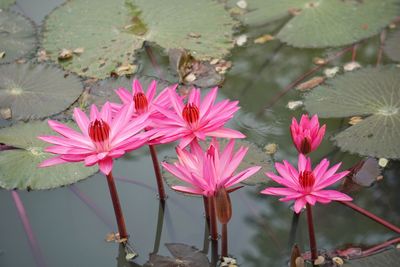 Close-up of pink lotus water lily in lake