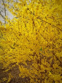 Close-up of yellow flowers