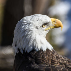 Bald eagle head close up
