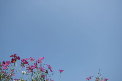 Low angle view of pink flowering plant against clear blue sky