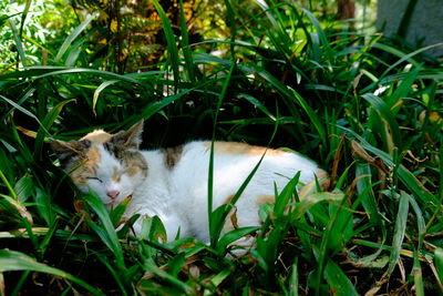 White cat on grass