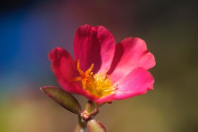 Close-up of pink flower