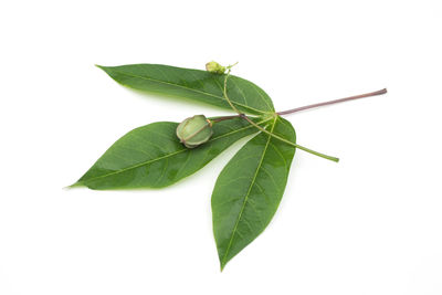 High angle view of green leaves on white background