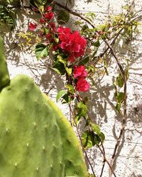 Close-up of pink flowering plant