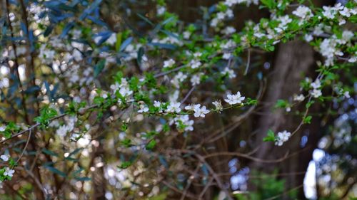 Close-up of blooming tree