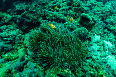 View of coral in sea