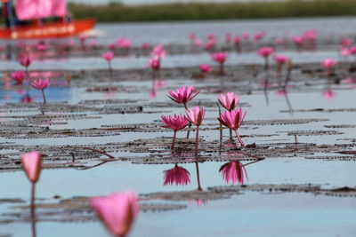 Pink lotus water lily in lake