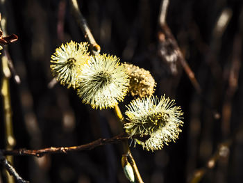 Close-up of wilted plant