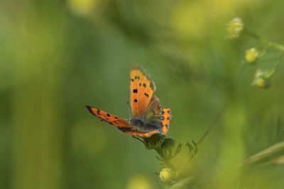 Close-up of butterfly on leaf