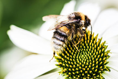 Close-up of bee pollinating on flower