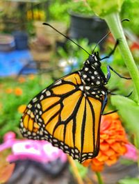 Close-up of butterfly on flower