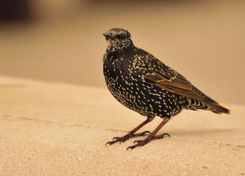 Close-up of starling