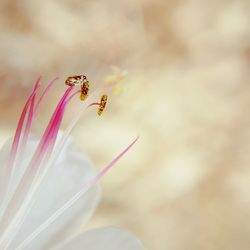 Close-up of bee on flower