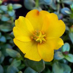 Close-up of yellow flower blooming outdoors