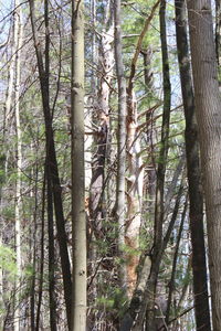 Low angle view of trees in forest