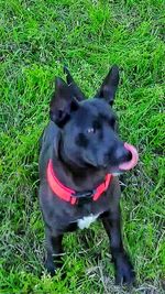 Dog on grassy field