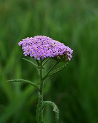 Close-up of purple flowering plant