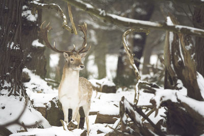 Deer on snow