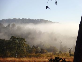 View of birds flying in the sky