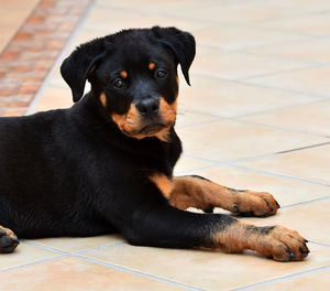 Portrait of dog lying on floor at home