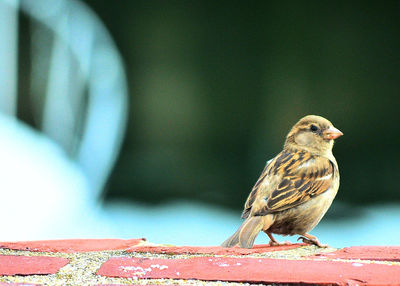 Close-up of bird perching outdoors