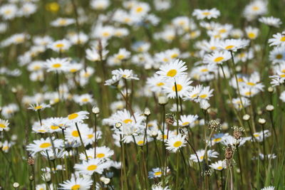 Yellow flowers blooming on field