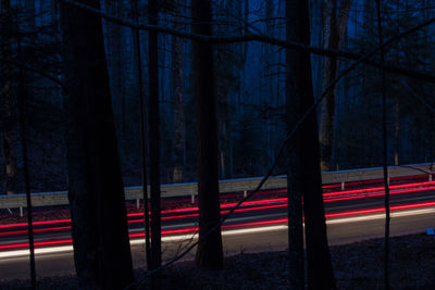 Illuminated trees at night