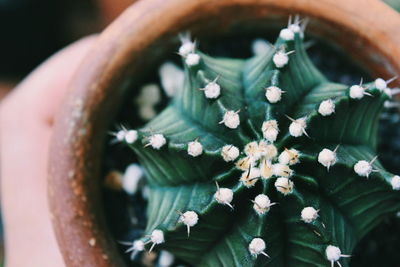 High angle view of potted plant