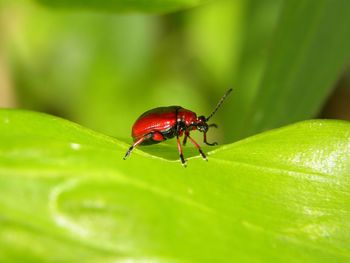 Close-up of insect on leaf