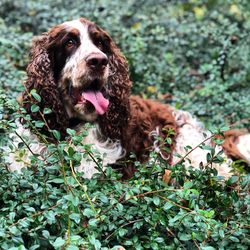 Portrait of a dog lying on land