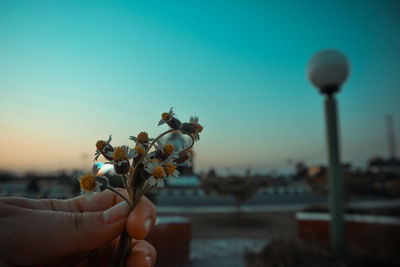 Close-up of hand holding small flower against clear sky