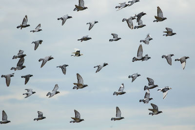 Low angle view of birds flying