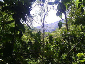 Low angle view of trees