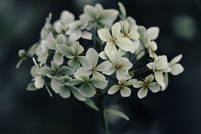 Close-up of white flowering plant