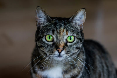 Close-up portrait of tabby cat