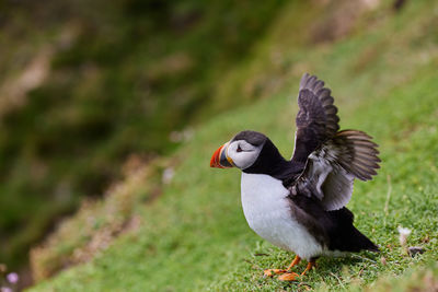 Fratercula puffin in saltee island ireland. in the process of migration 