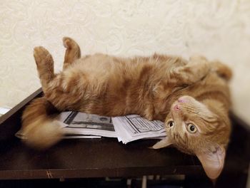 Cat lying on table at home