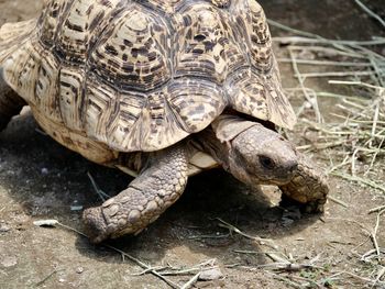 Close-up of turtle on field
