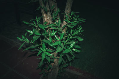 High angle view of plants at night