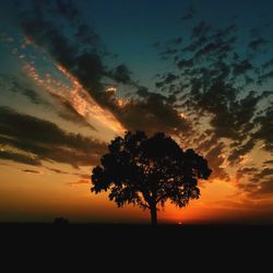 Silhouette of trees on field