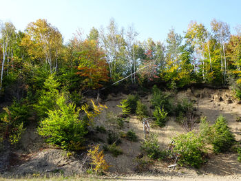 Scenic view of forest