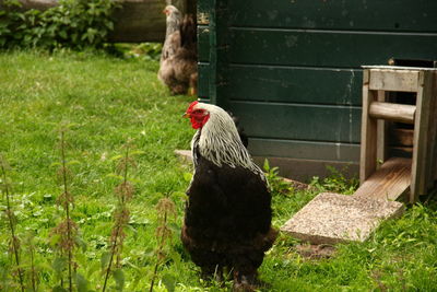 View of a bird on land
