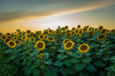 Yellow flowering plants on field against sky