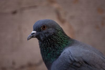 Close-up of pigeon