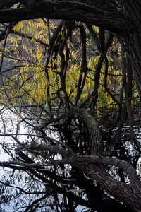 Low angle view of trees in forest