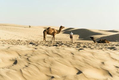 King of the desert enhancing the beauty of the desert..