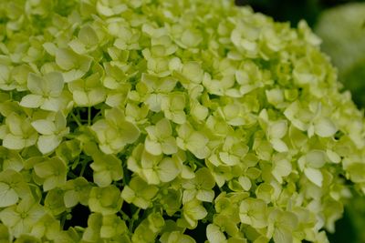 Full frame shot of green plants